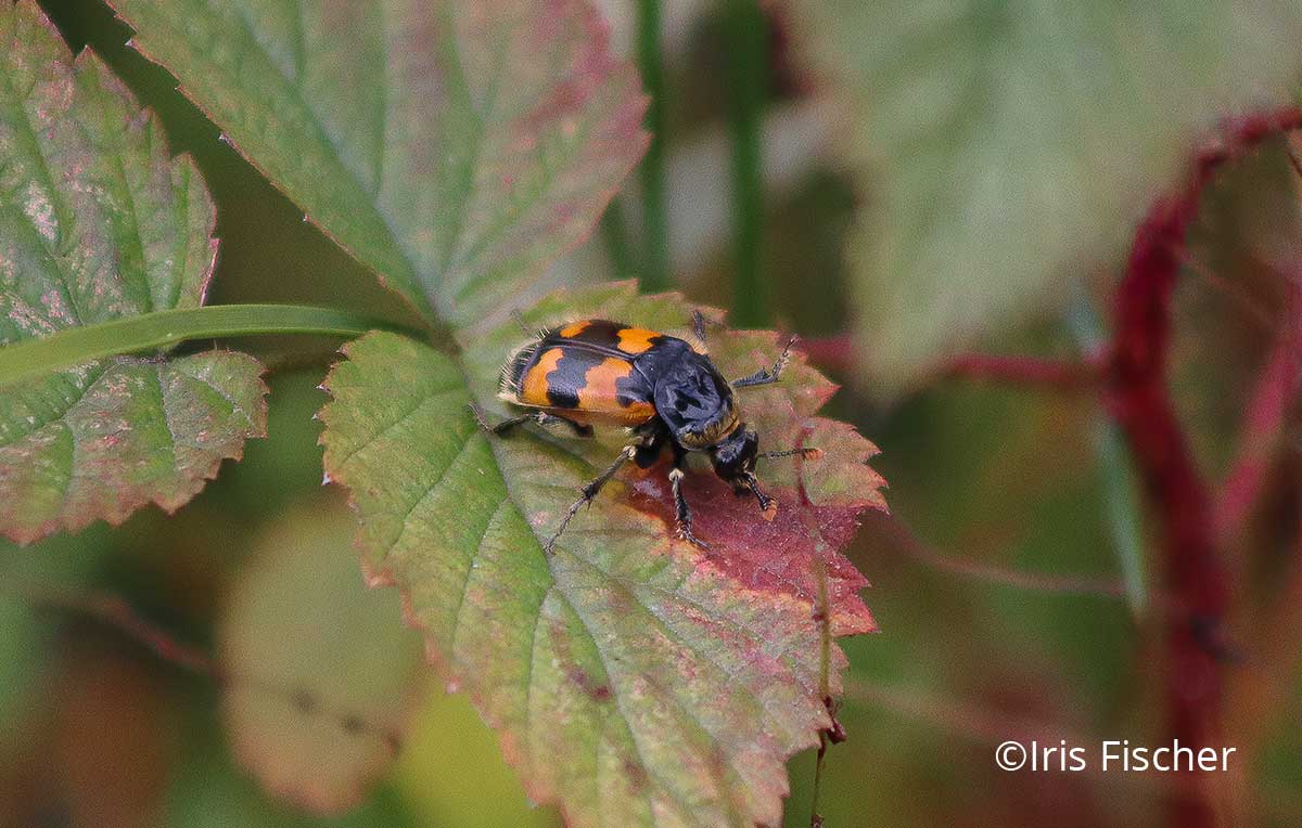 orange-schwarzer Pinselkäfer