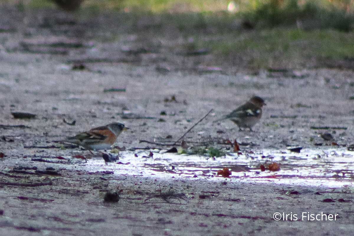 kleineVögel an Pfütze