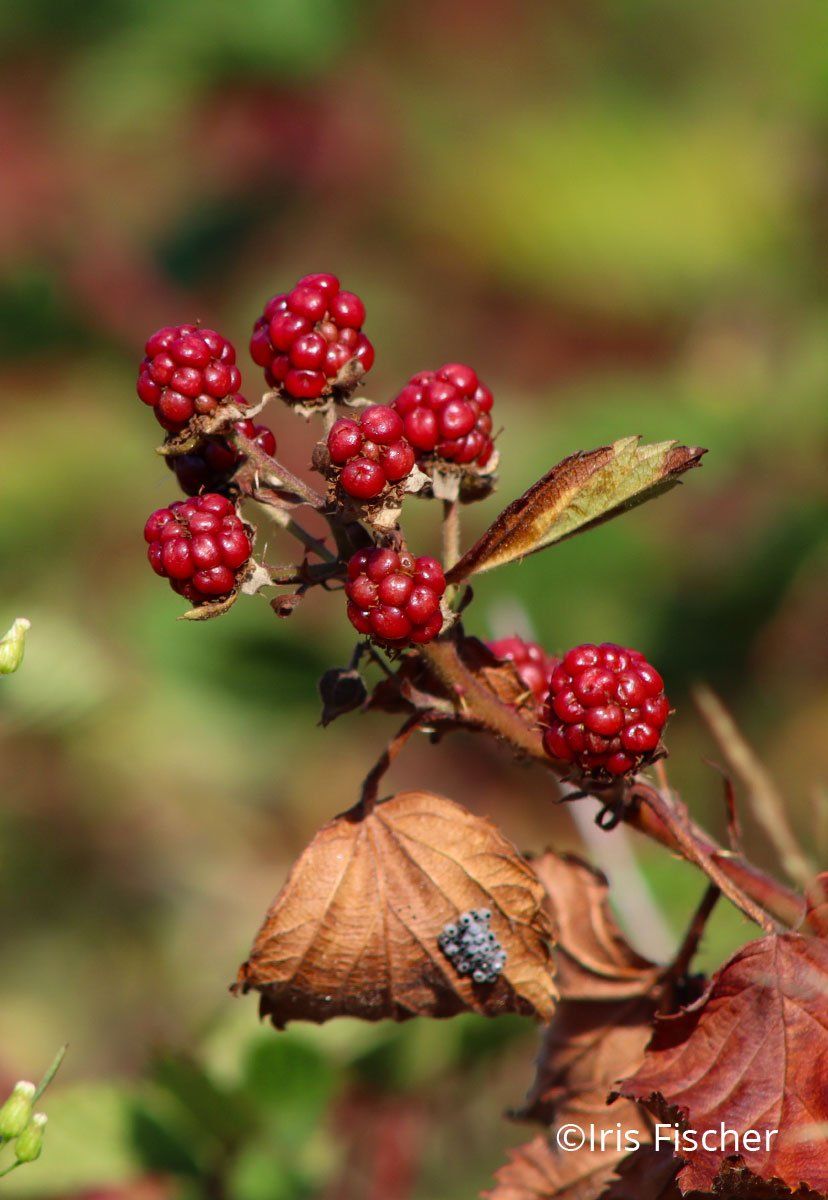 Schmetterlingseier an Brombeerblatt Unreife rote Früchte