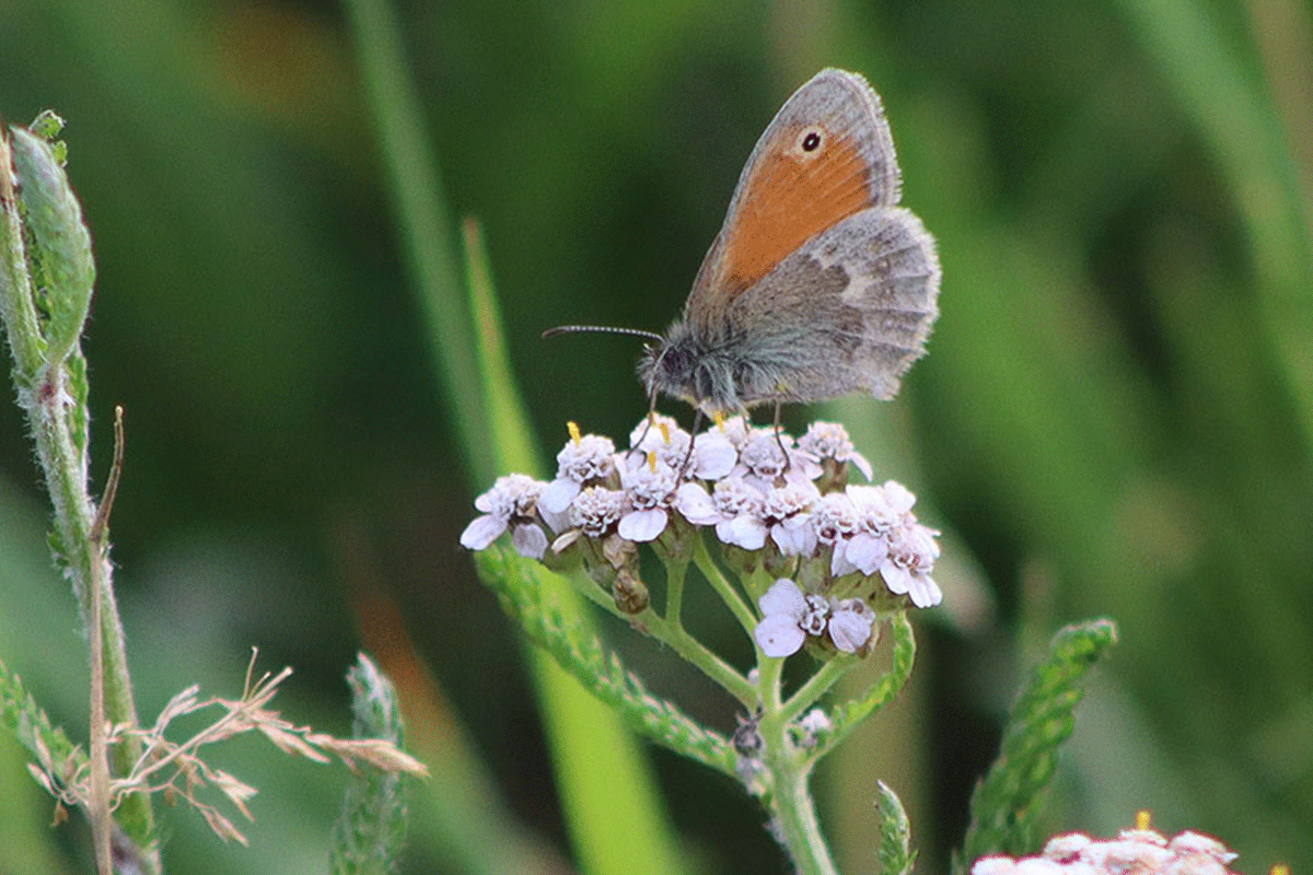 Kleines Wiesenvögelchen Edelfalter