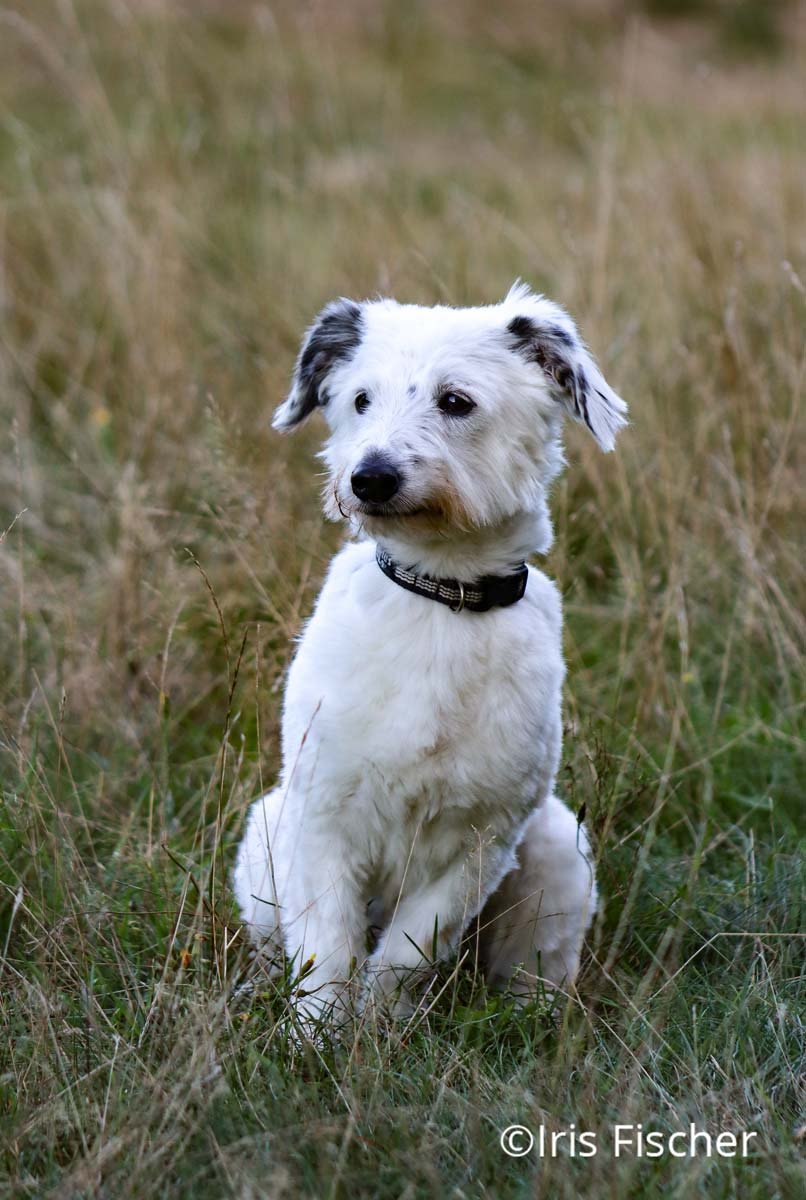 Spielende Hunde