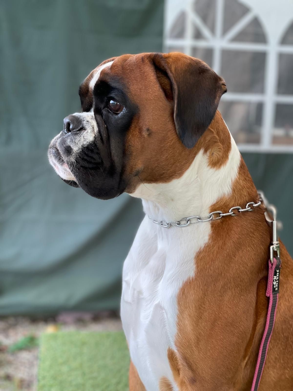 Tatsu Tamilou Maximus Templum