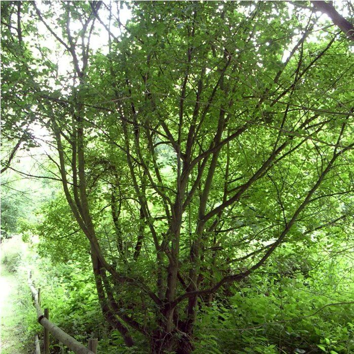 Alder Buckthorn