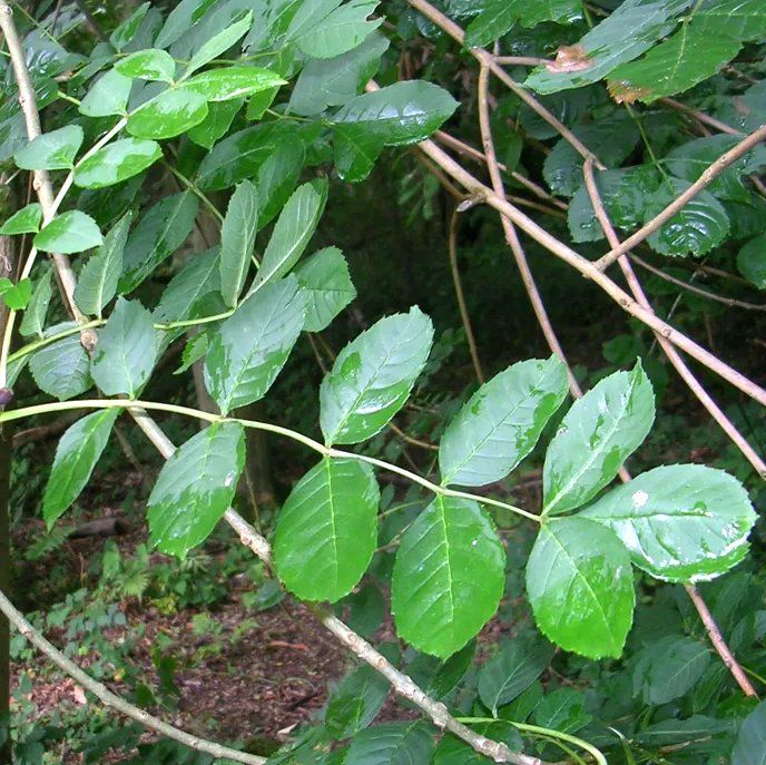 Ash Leaf