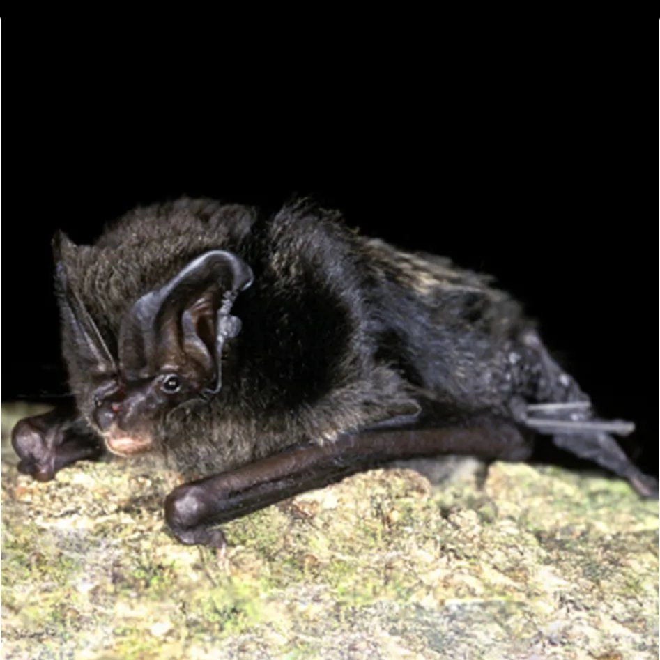 Barbastelle Bat