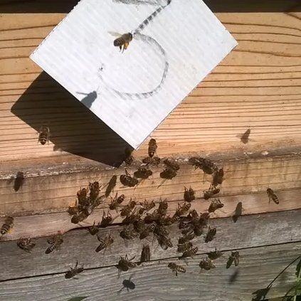 Honey bees on a hive in Norsey Wood