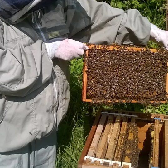 Bees on a Brood Frame in Norsey Wood
