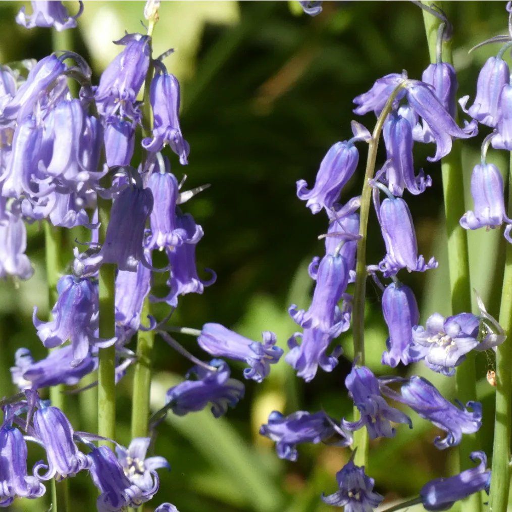 Bluebell