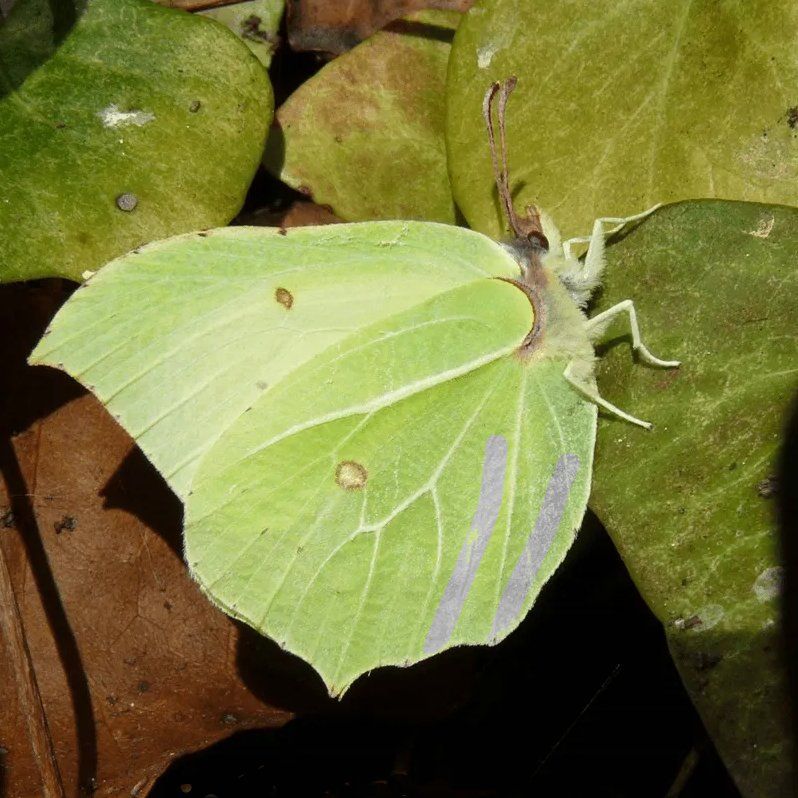 Brimstone Butterfly