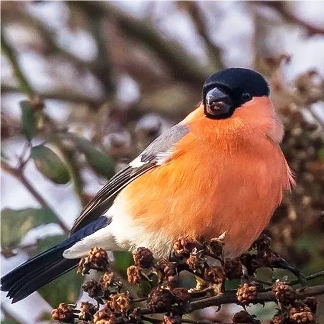 Male Bullfinch photo by Bill Moss