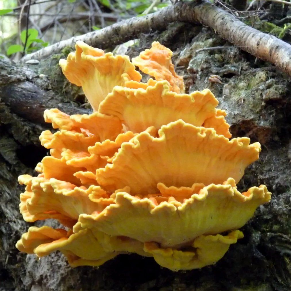 Chicken of the Woods