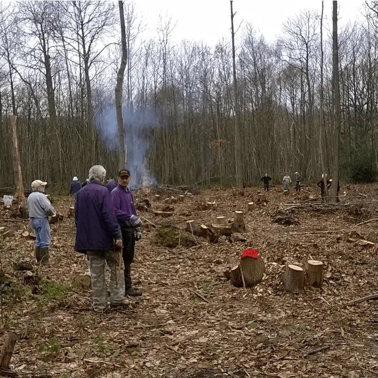 Clearing a recently coppiced area
