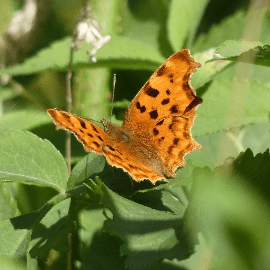 Comma butterfly