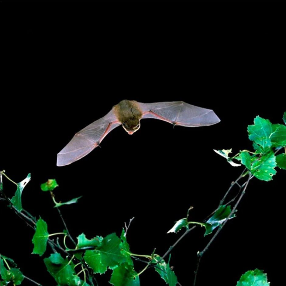 Common Pipistrelle Bat