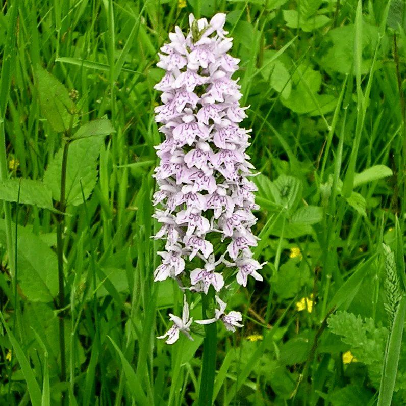 Common Spotted Orchid