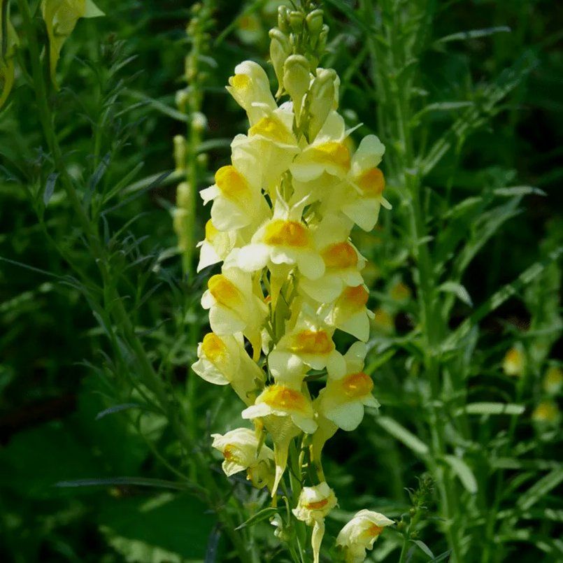 Common Toadflax