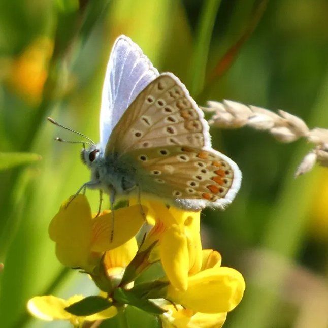 Common Blue butterfly female