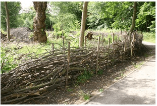 Dead hedge in Norsey Wood