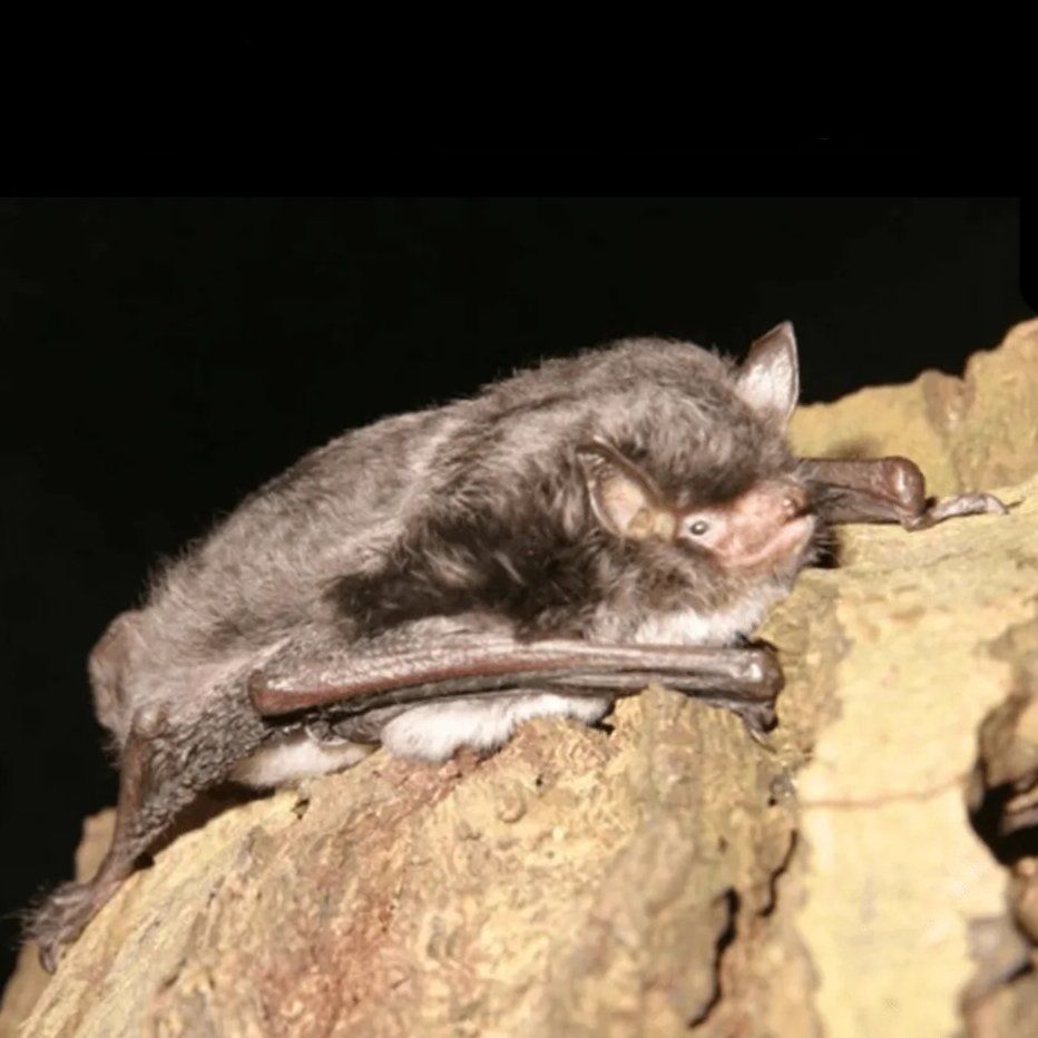 Daubenton's Bat