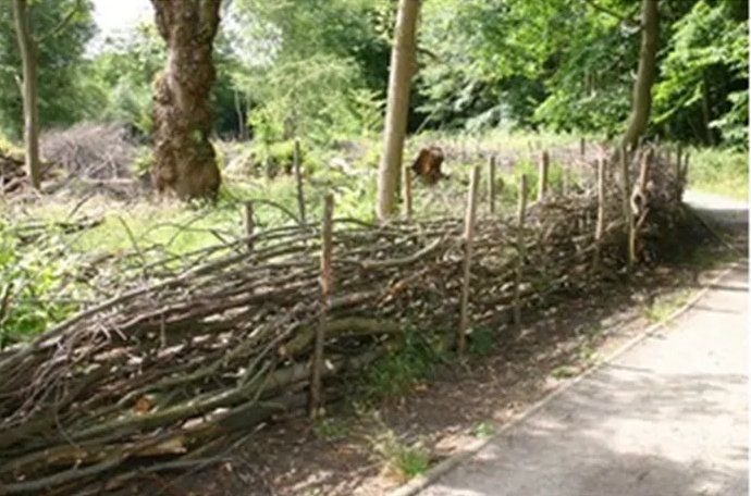 Dead Hedging around a coppiced area