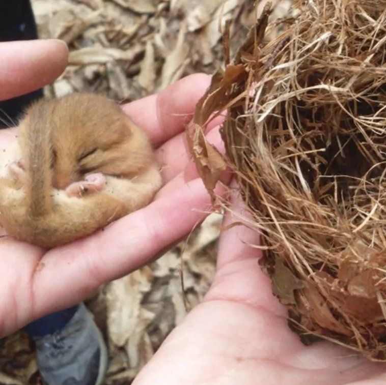 Dormouse (torpid) with Summer Nest