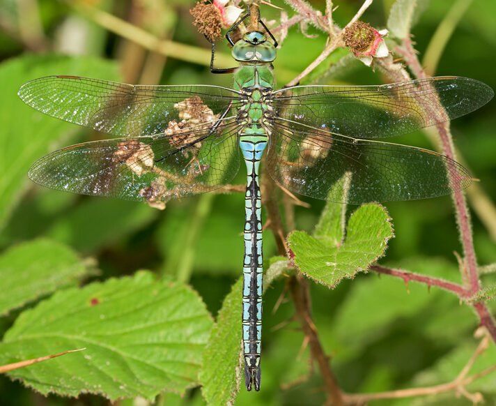 Emperor Dragonfly