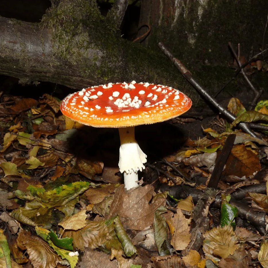 Fly Agaric