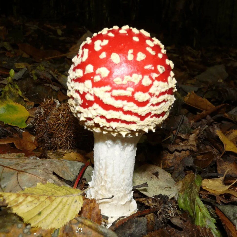 Fly Agaric
