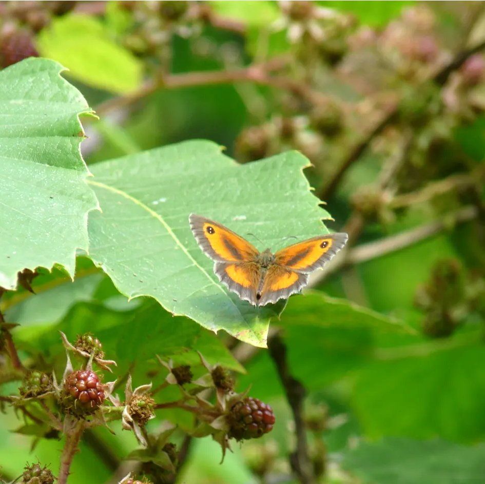 Gatekeeper butterfly