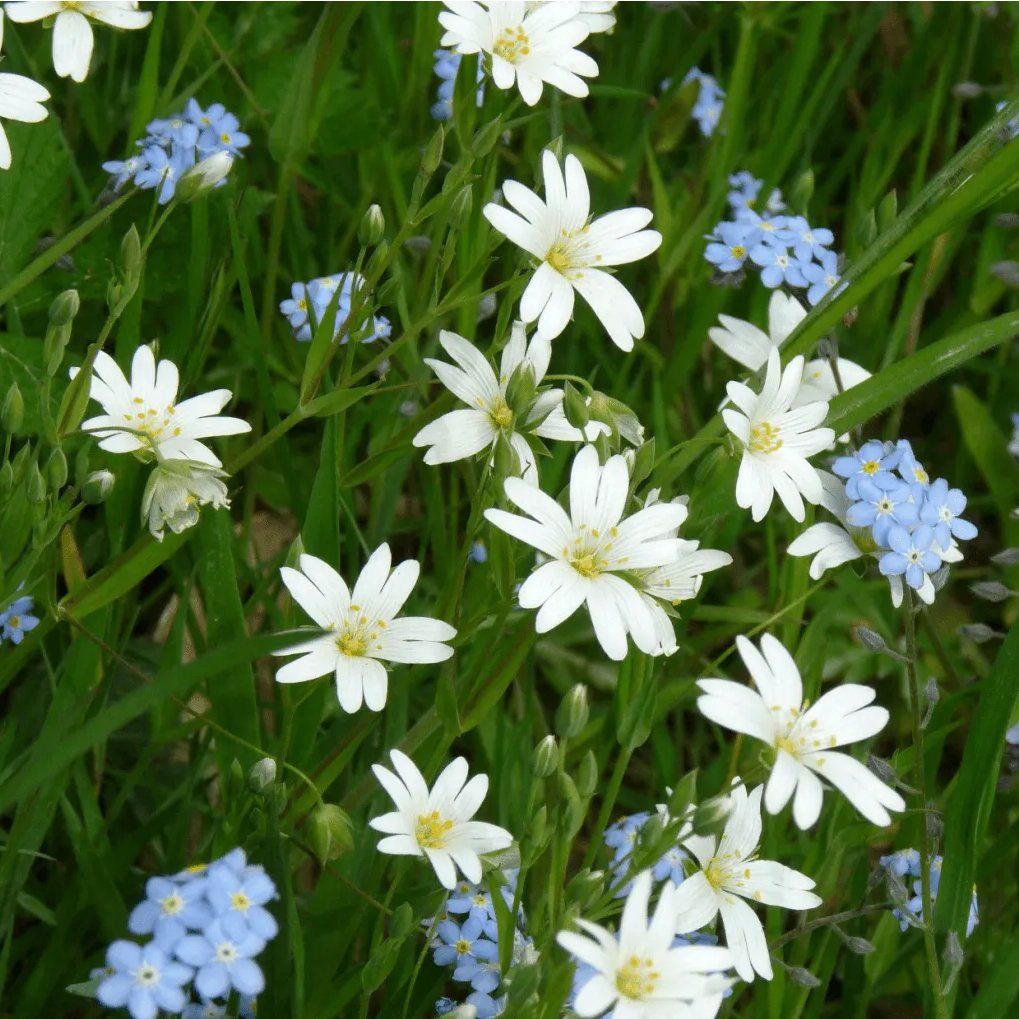 Greater Stitchwort and Forget-me Not