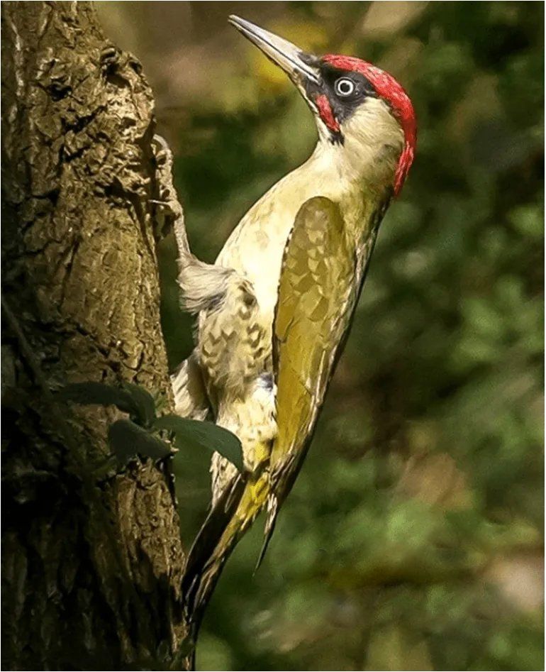 Green Woodpecker