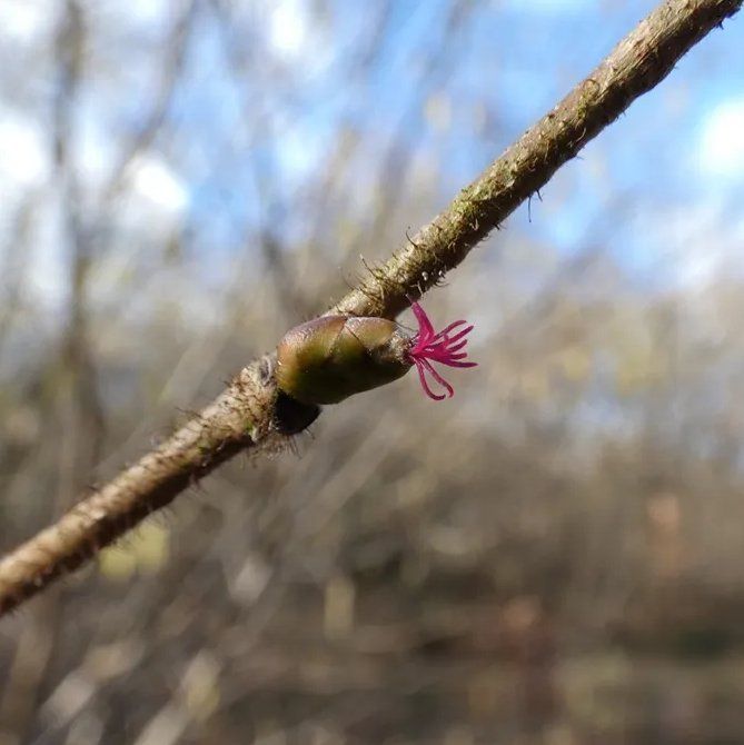 Hazel (female flower)