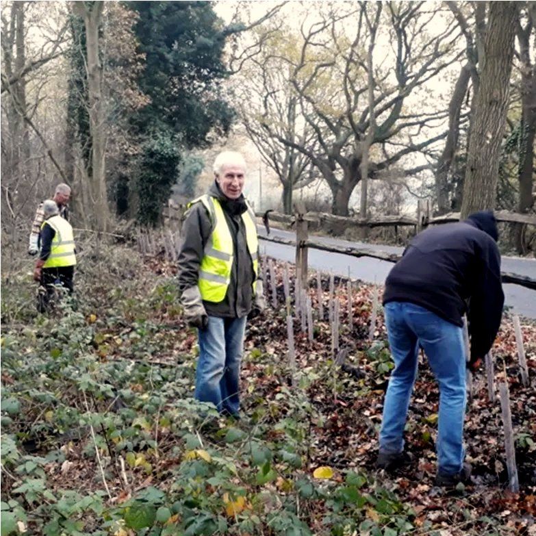 Planting Hedging near Break Egg Hill