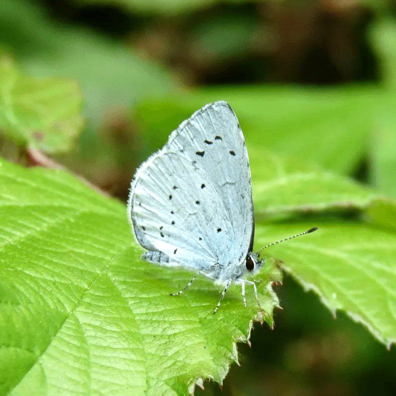 Holly Blue butterfly