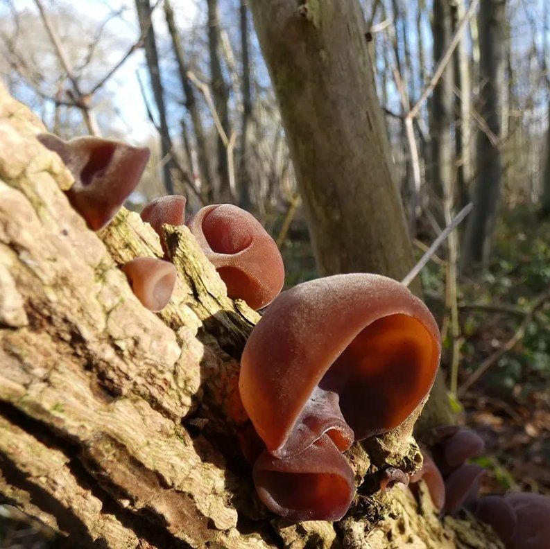 Jelly Ear Fungus