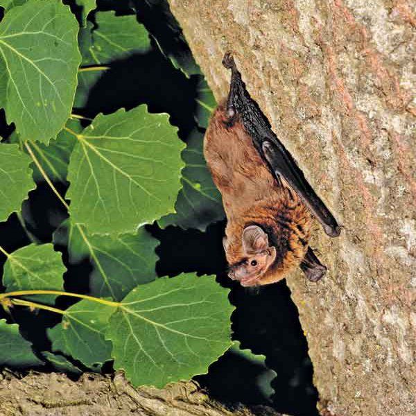 Leisler's Bat