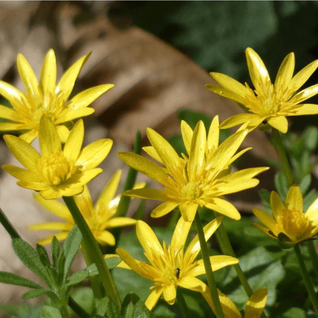 Lesser Celandine