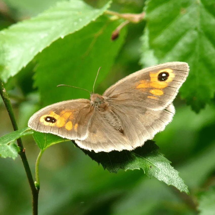 Meadow Brown