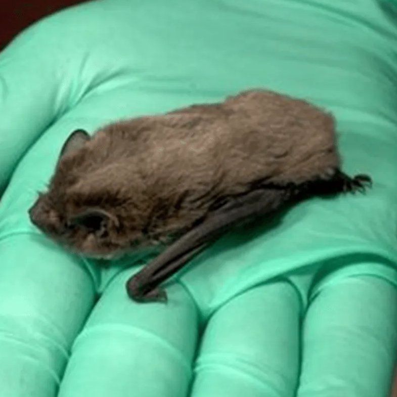 Nathusius' Bat