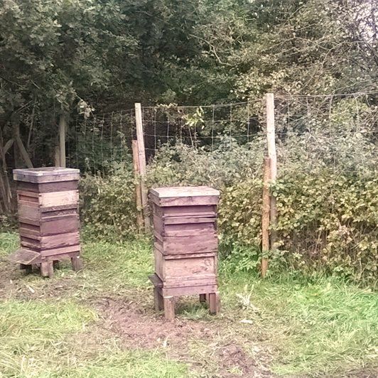 Bee hives in Norsey Wood