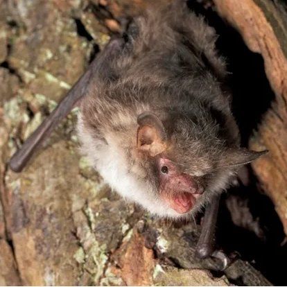 Natterer's Bat