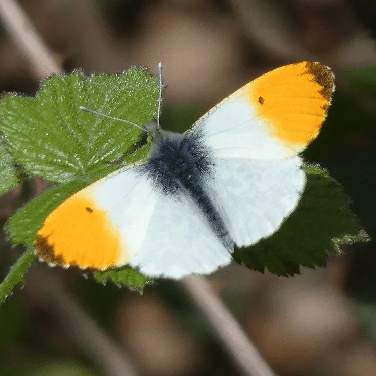 Orange-Tip Butterfly male