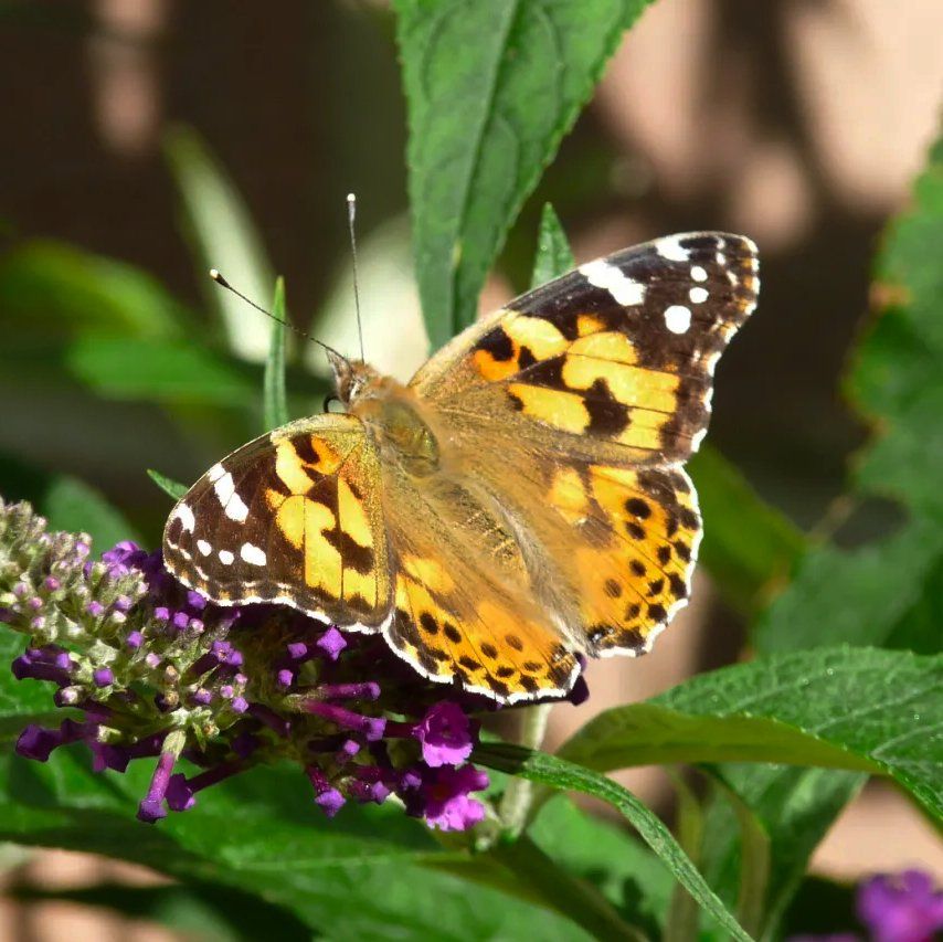 Painted Lady butterfly