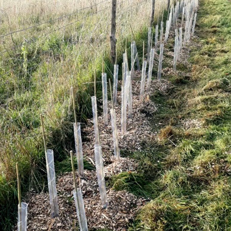 Hedging Norsey Meadow