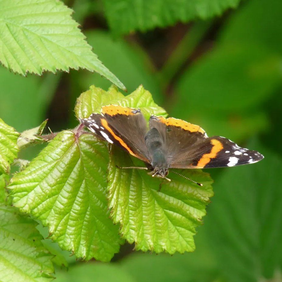 Red Admiral butterfly