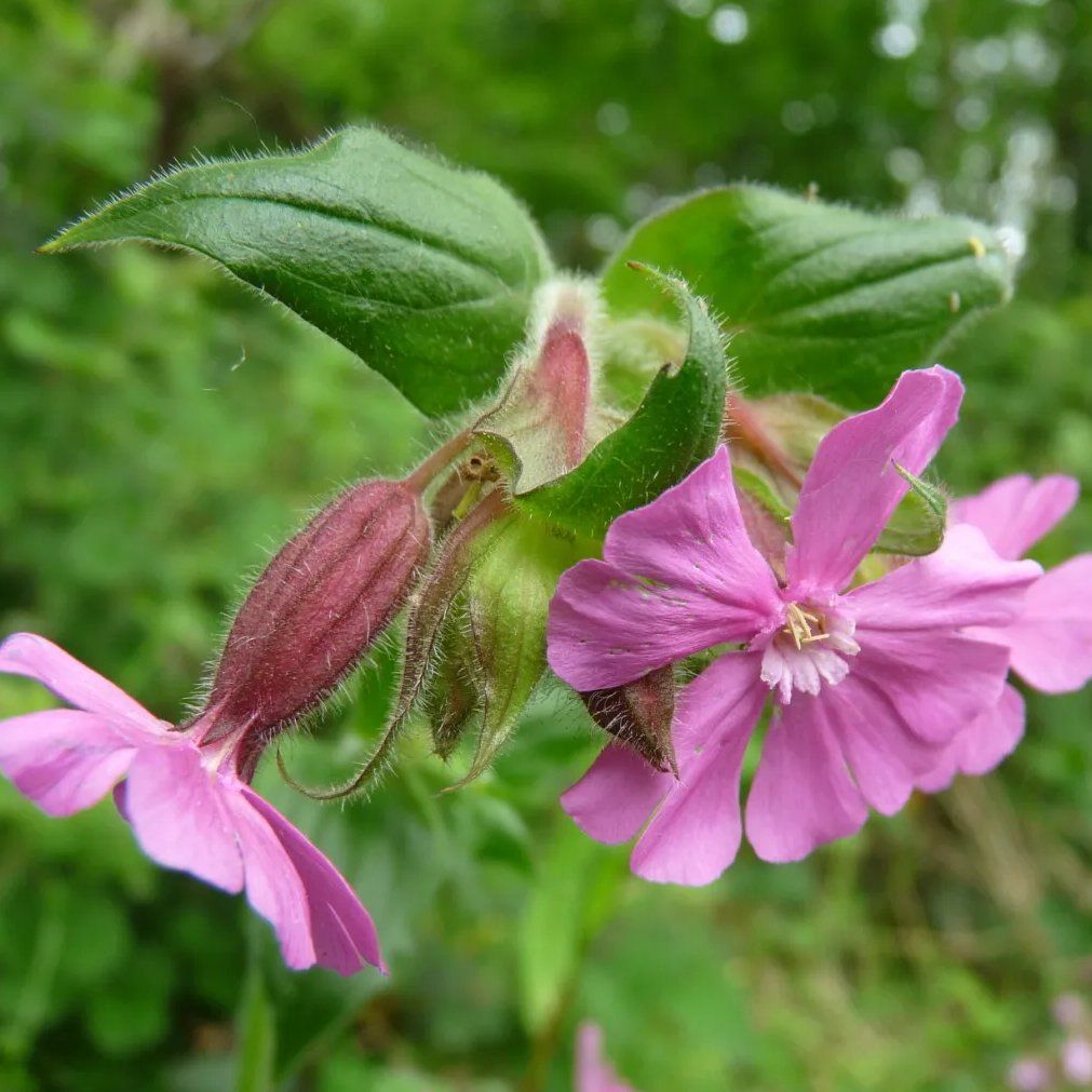 Red Campion