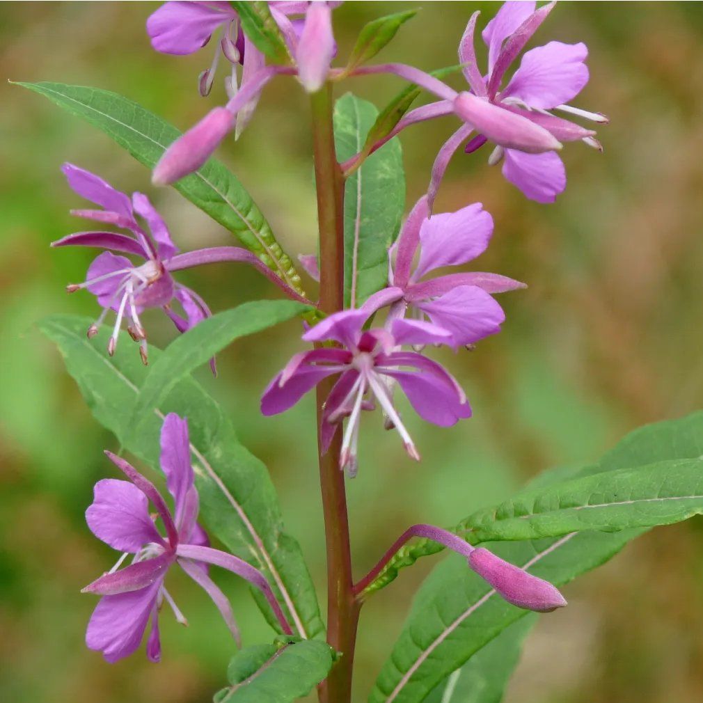 Rosebay Willowherb