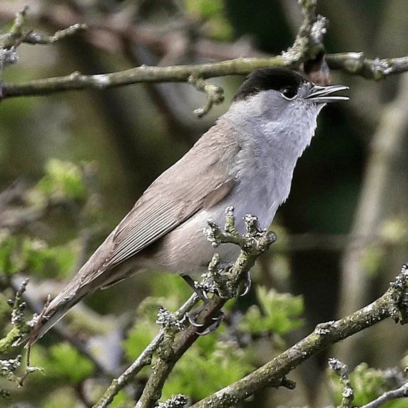 Blackcap