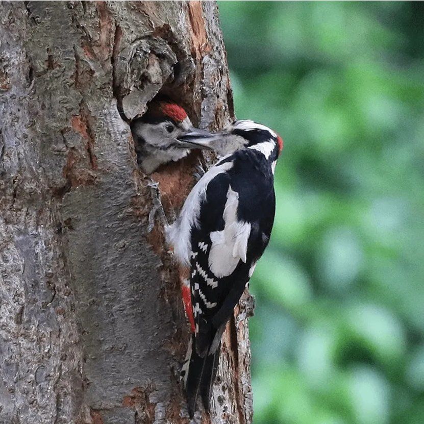 Great Spotted Woodpeckers