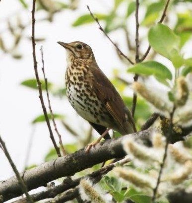 Song Thrush